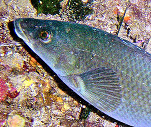 Labrus merula_005